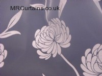 Chrysanthemum